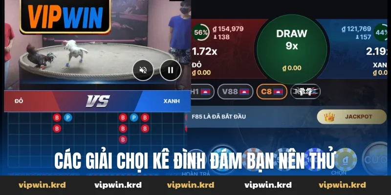 Các giải chọi kê đình đám bạn nên thử