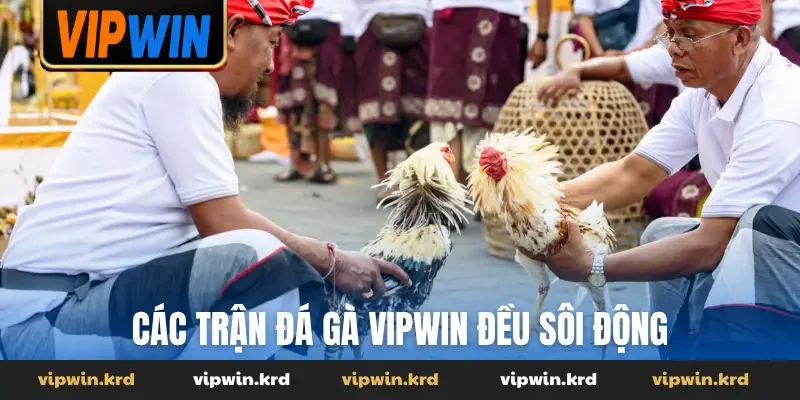 Các trận đá gà Vipwin đều sôi động