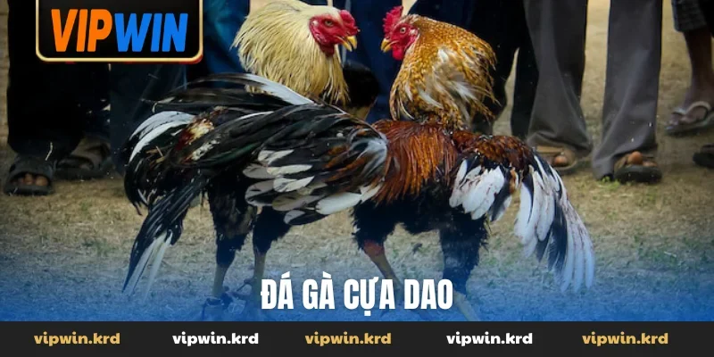 Đá gà cựa dao