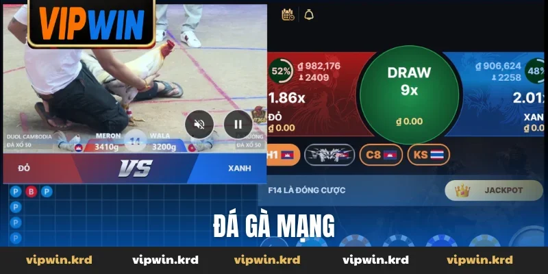 Đá gà mạng