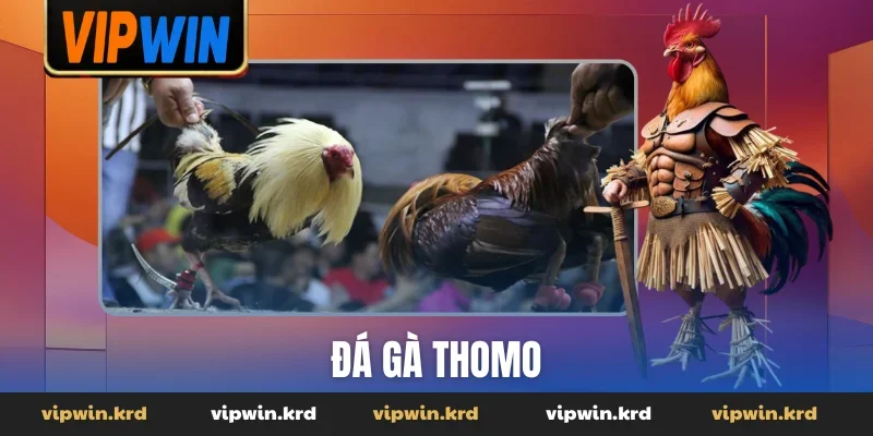 Đá gà Thomo