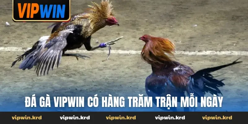 Đá gà Vipwin có hàng trăm trận mỗi ngày