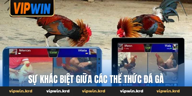Sự khác biệt giữa các thể thức đá gà