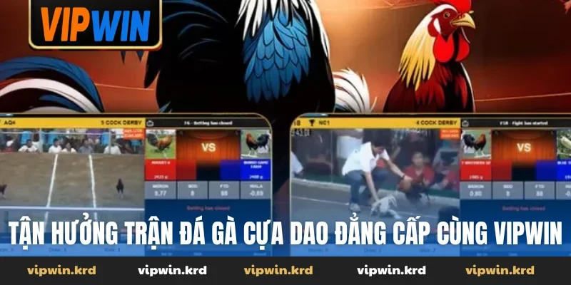 Tận hưởng trận đá gà cựa dao đẳng cấp cùng VIPWIN