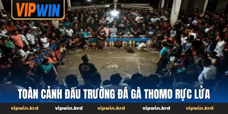Toàn cảnh đấu trường đá gà Thomo rực lửa